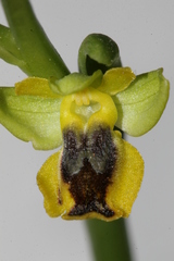 Ophrys sicula
