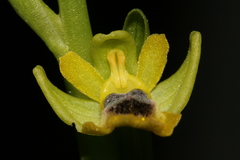 Ophrys sicula