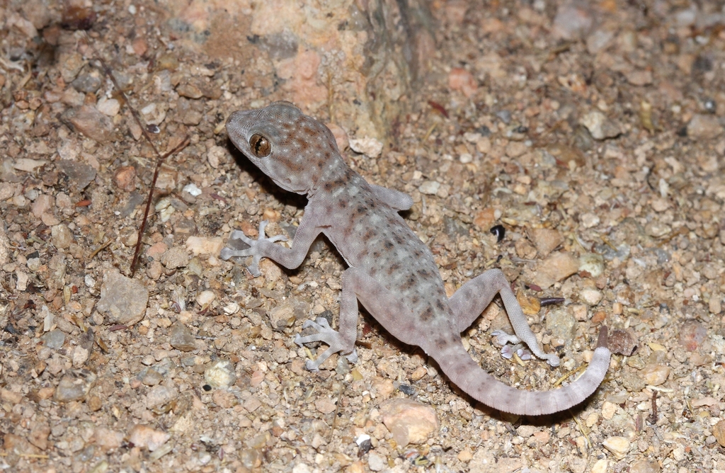 Oudri's Fan-Footed Gecko