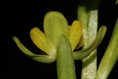Ophrys sicula