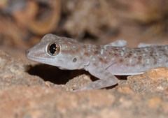Ptyodactylus oudrii