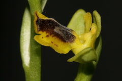 Ophrys sicula