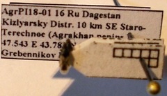 Metopoplax origani