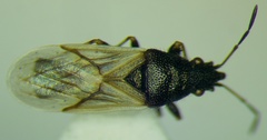 Metopoplax origani