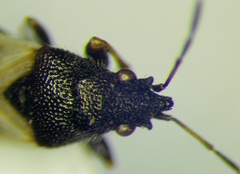 Metopoplax origani