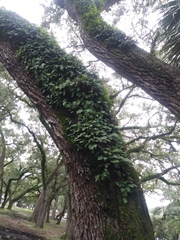 Pleopeltis michauxiana