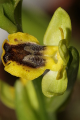 Ophrys sicula