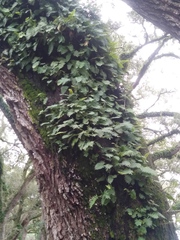 Pleopeltis michauxiana