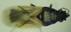 Metopoplax origani