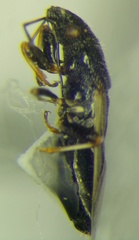 Metopoplax origani