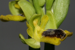 Ophrys sicula