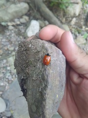 Plagiodera erythroptera