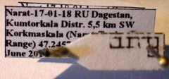 Metopoplax origani