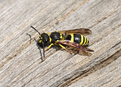 Ancistrocerus longispinosus