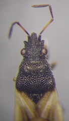 Metopoplax origani