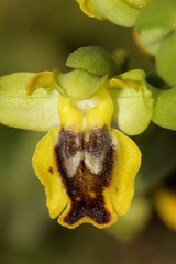 Ophrys sicula
