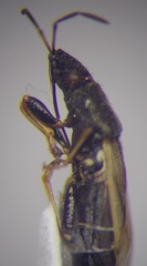 Metopoplax origani