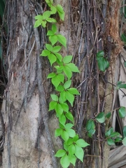 Parthenocissus quinquefolia image