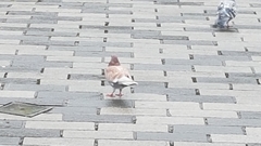 Columba livia domestica