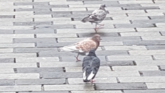 Columba livia domestica