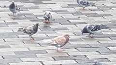 Columba livia domestica