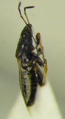 Metopoplax origani