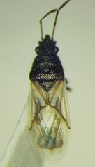 Metopoplax origani