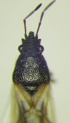 Metopoplax origani