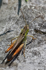 Stenobothrus rubicundulus