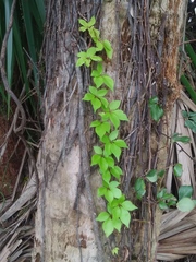 Parthenocissus quinquefolia