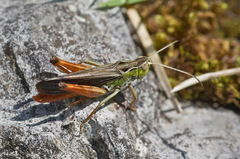 Stenobothrus rubicundulus