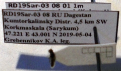 Metopoplax origani