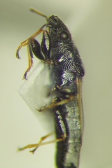 Metopoplax origani