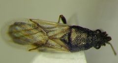 Metopoplax origani