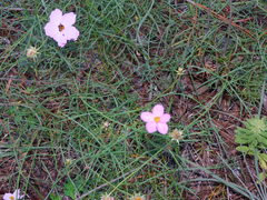 Cosmos crithmifolius