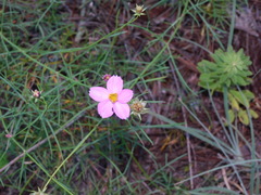 Cosmos crithmifolius