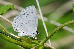 Celastrina humulus