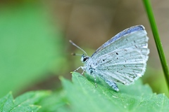 Celastrina humulus