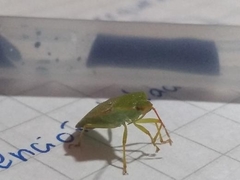 Sinopla perpunctatus
