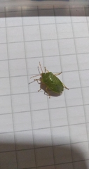Sinopla perpunctatus
