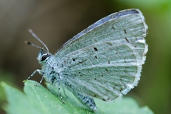 Celastrina humulus