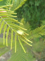 Sinopla perpunctatus