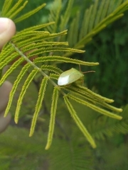 Sinopla perpunctatus