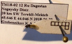 Metopoplax origani