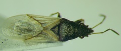 Metopoplax origani
