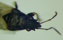 Metopoplax origani