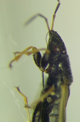 Metopoplax origani