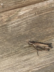 Melanoplus bivittatus