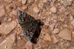 Erynnis martialis