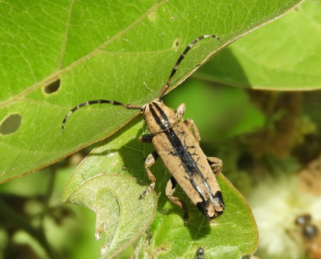 Ptericoptus caudalis
